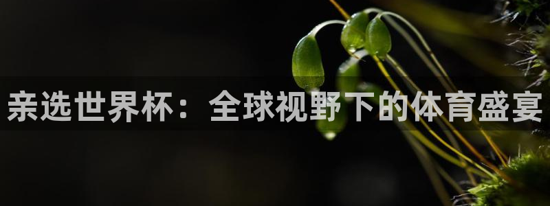 英足总杯直播：亲选世界杯：全球视野下的体育盛宴