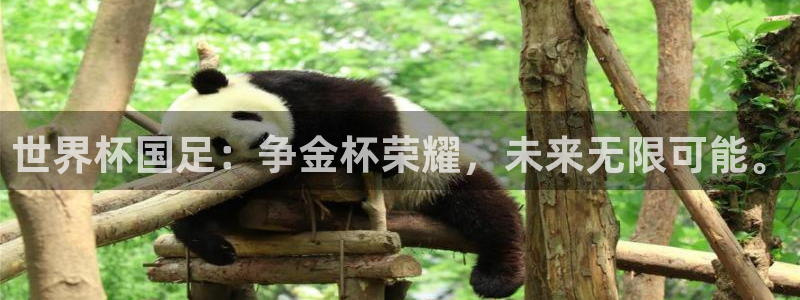 中国 世界杯：世界杯国足：争金杯荣耀，未来无限可能。