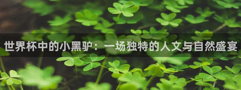 欧洲世界杯预选赛赛程：世界杯中的小黑驴：一场独特的人文与自然盛宴